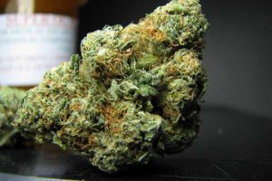 achat master kush reguliere