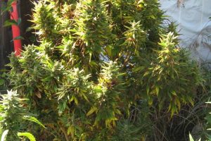 achat pure power plant autofloraison