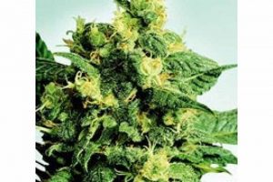 achat shiva shanti ii