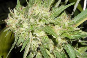 acheter big bud autofloraison