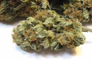 acheter skunk reguliere