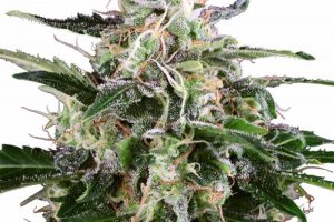 acheter white skunk autofloraison
