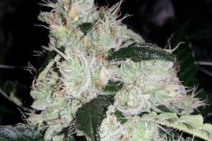 acheter white widow