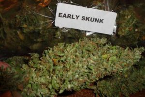 early skunk test autofloraison