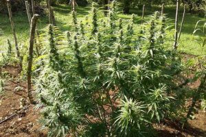 guerrillas gusto test