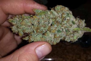 jack herer autofloraison test