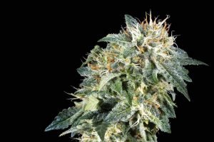 northern lights autofloraison test