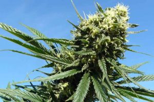 northern lights prix