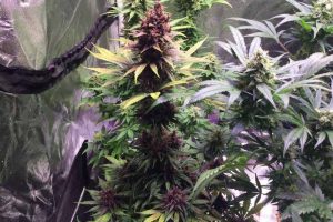 purple bud autofloraison test