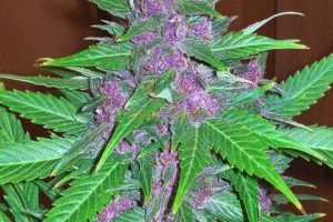 purple haze pas cher