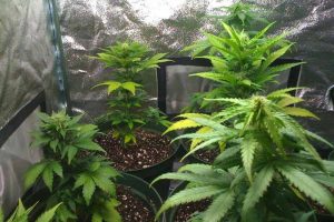 ruderalis indica prix