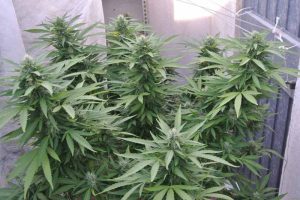 sensi skunk autofloraison test