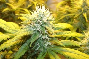 shiva skunk pas cher