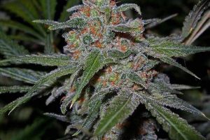 skunk autofloraison avis