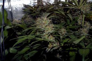 white diesel pas cher