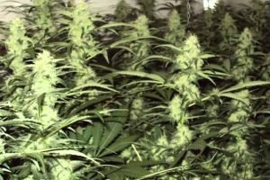 white widow reguliere pas cher