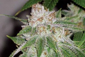 acheter california indica