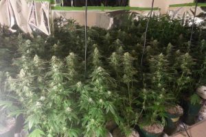 maple leaf indica avis