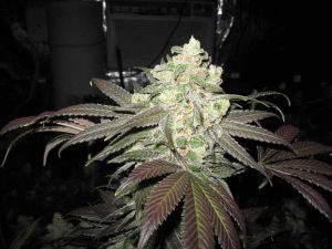 white skunk pas cher