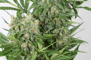 achat amnesia xxl autofloraison