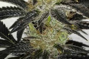 achat blackberry kush