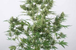 achat critical+ 2 0 feminisee