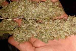 achat industrial plant