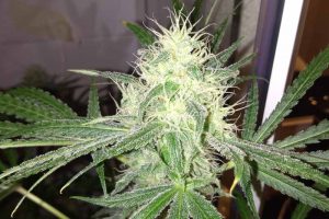 achat lemon og candy