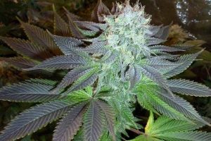 achat og kush feminisee