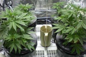 achat pineapple chunk