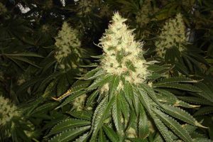 achat shiva skunk reguliere