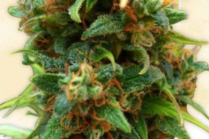 acheter amnesia haze feminisee