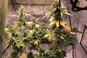 acheter cream caramel autofloraison