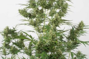 acheter critical+ 2 0 autofloraison