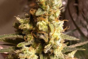 acheter critical kush