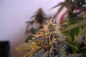 acheter jamaican pearl reguliere