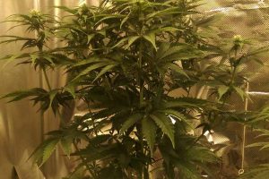 acheter sweet skunk autofloraison