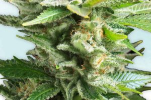amnesia haze feminisee prix