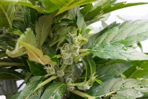 auto duck autofloraison prix