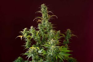 auto jack autofloraison prix