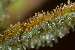 black domina reguliere pas cher