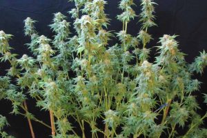 bubble gum feminisee avis