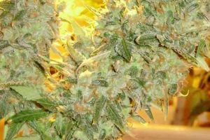 ed rosenthal super bud avis