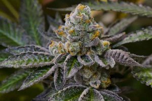 girl scout cookies test