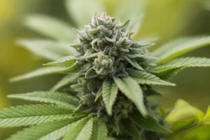 gorilla glue pas cher