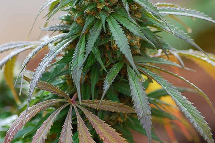 Hash Plant régulière Info, Prix et fiche technique - A lire avant d'acheter