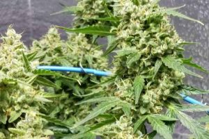 jock horror pas cher