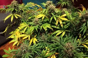 mazar feminisee test