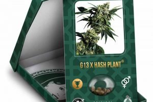 mr nice g13 x hash plant prix