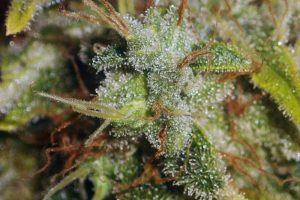 northern soul pas cher